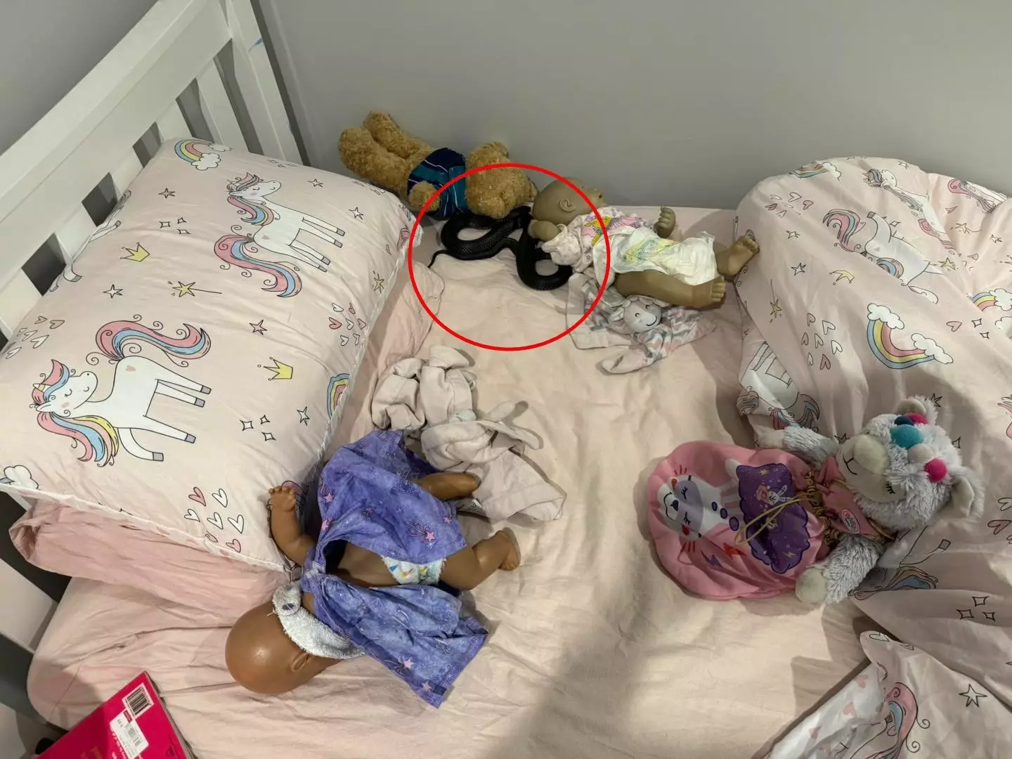 The snake was found hiding in the young girl's bed (Snake Catchers Brisbane and Gold Coast/Facebook)