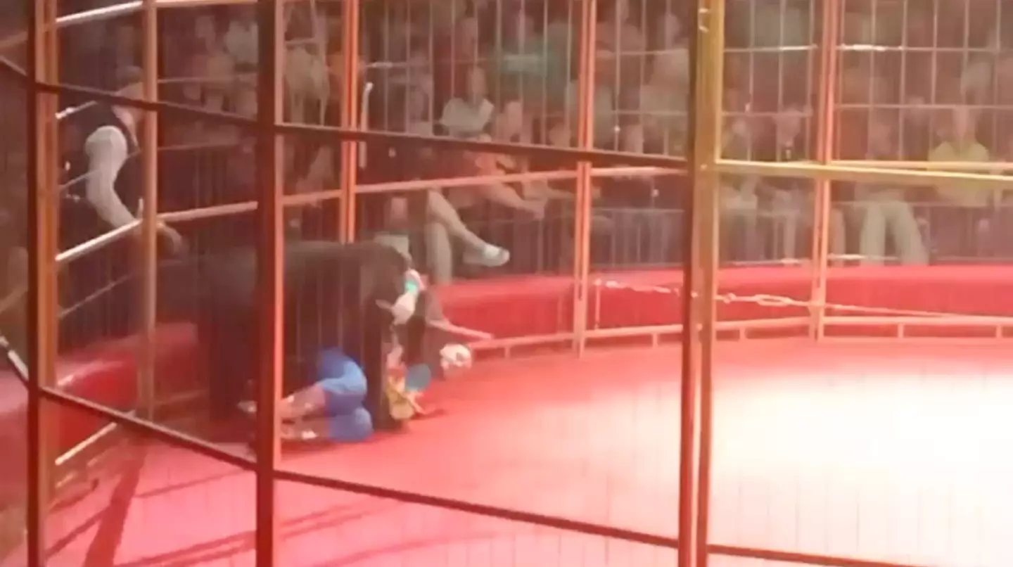 The bear attacked a trainer during a performance. (East2West News)