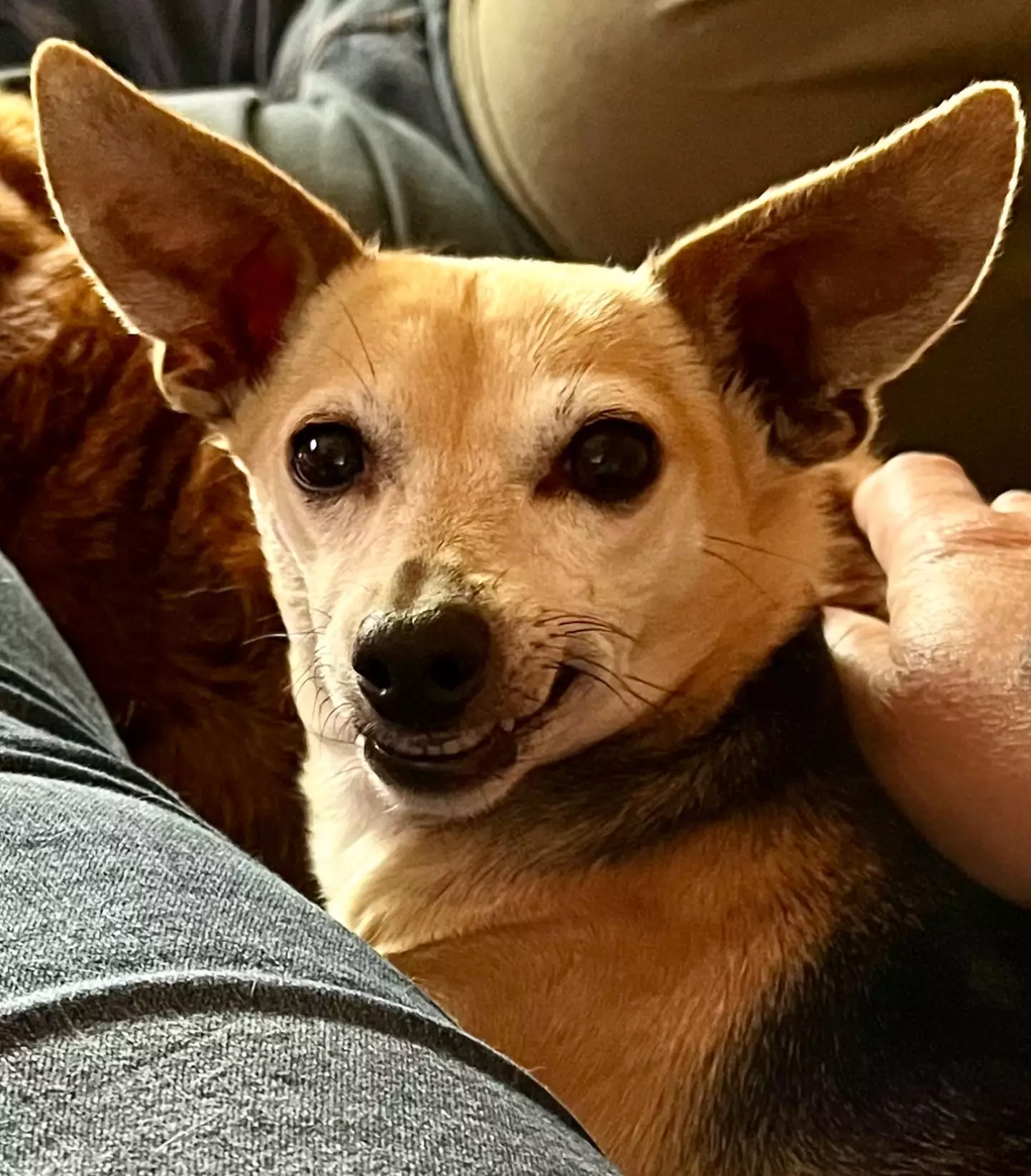 Daisy the Chihuahua.