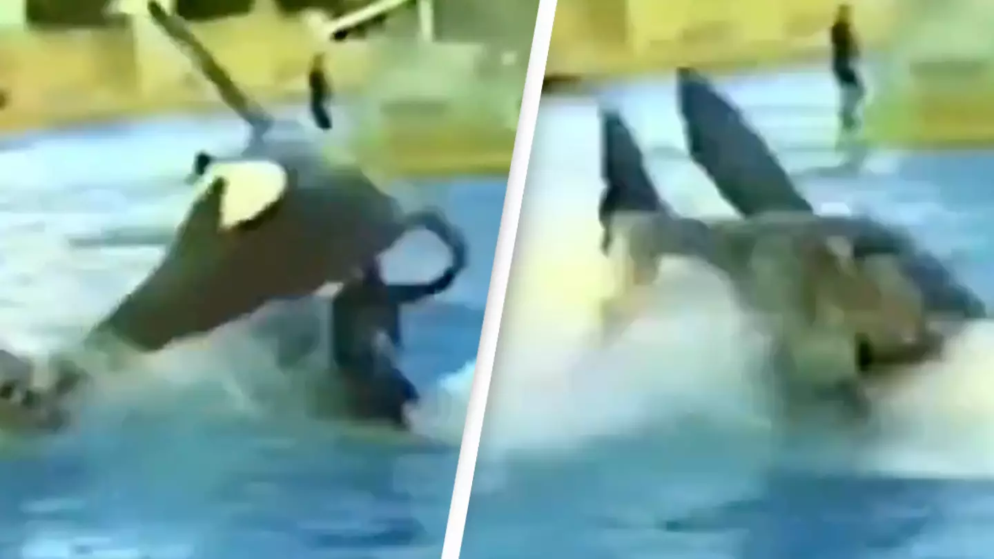 Horrifying moment huge orca leaped out of the water body-slamming SeaWorld trainer