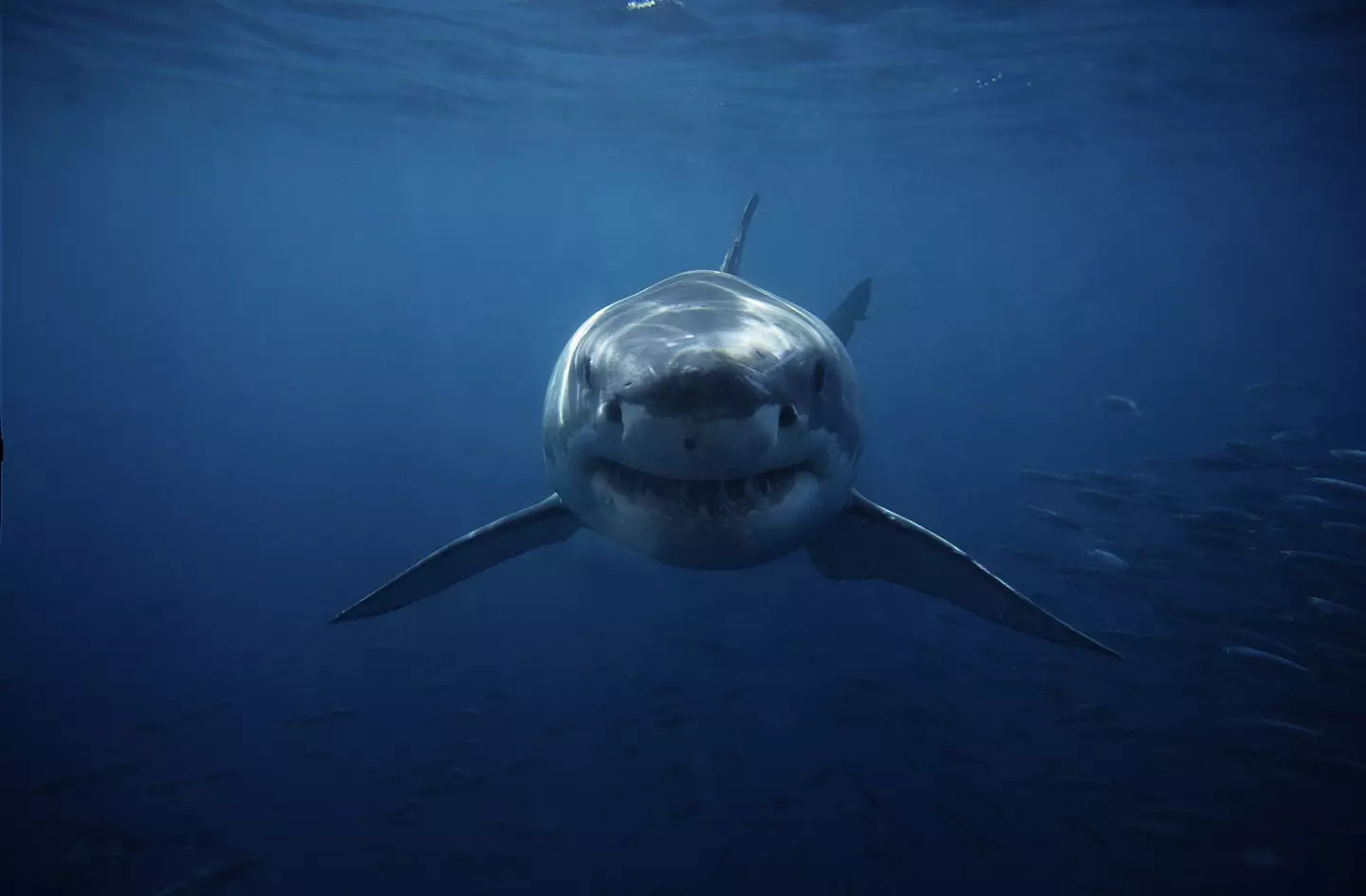 Great white sharks are one of the most ferocious predators in the ocean.