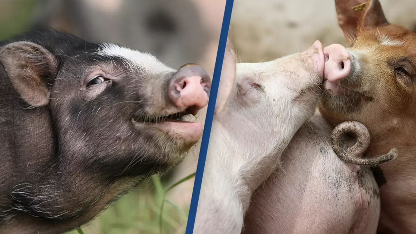 Dead Pigs Hearts Brought Back To Life In Groundbreaking Experiment