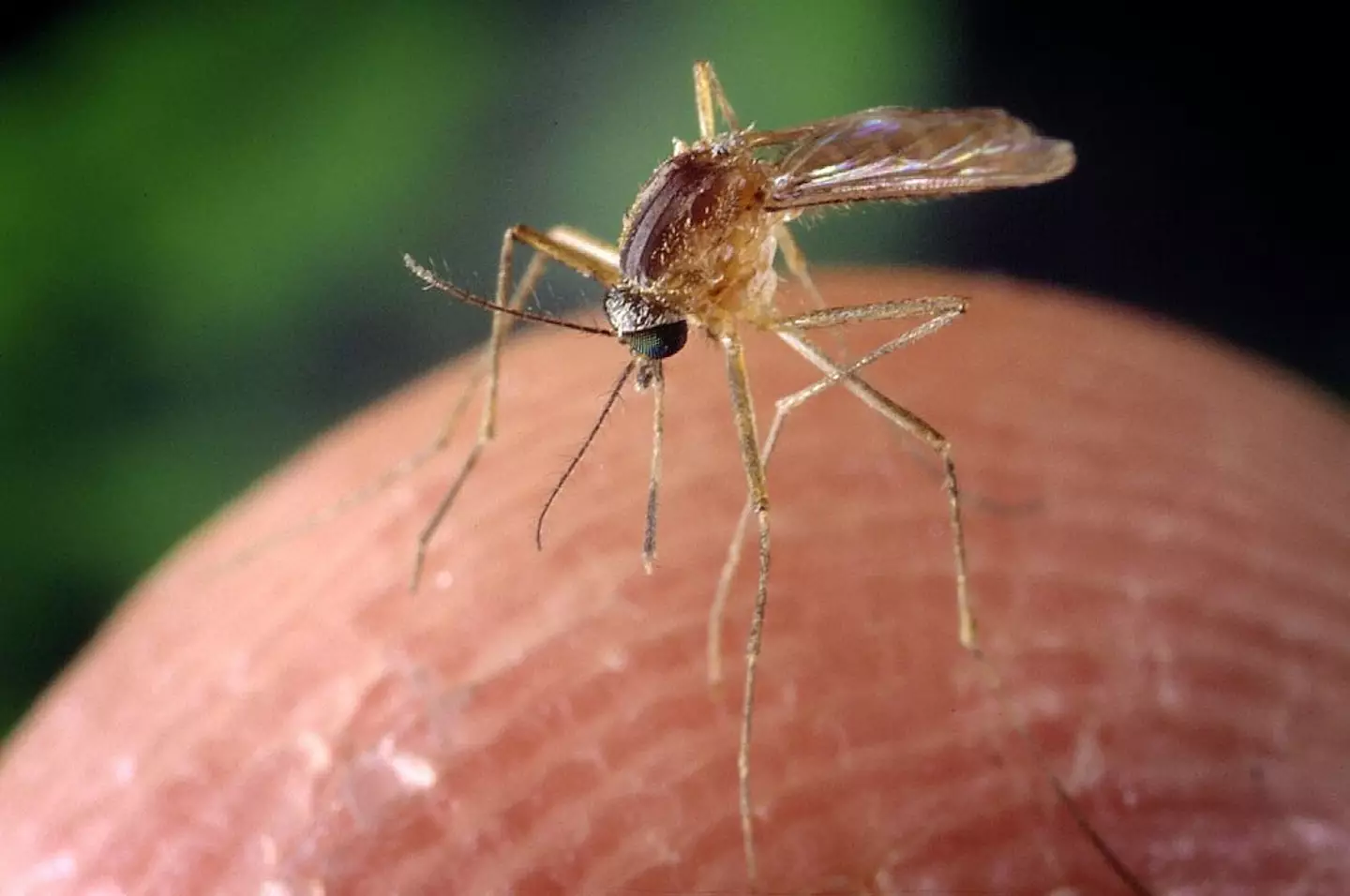 Infected mosquitos are responsible for the outbreak (Smith Collection/Gado/Getty Images)