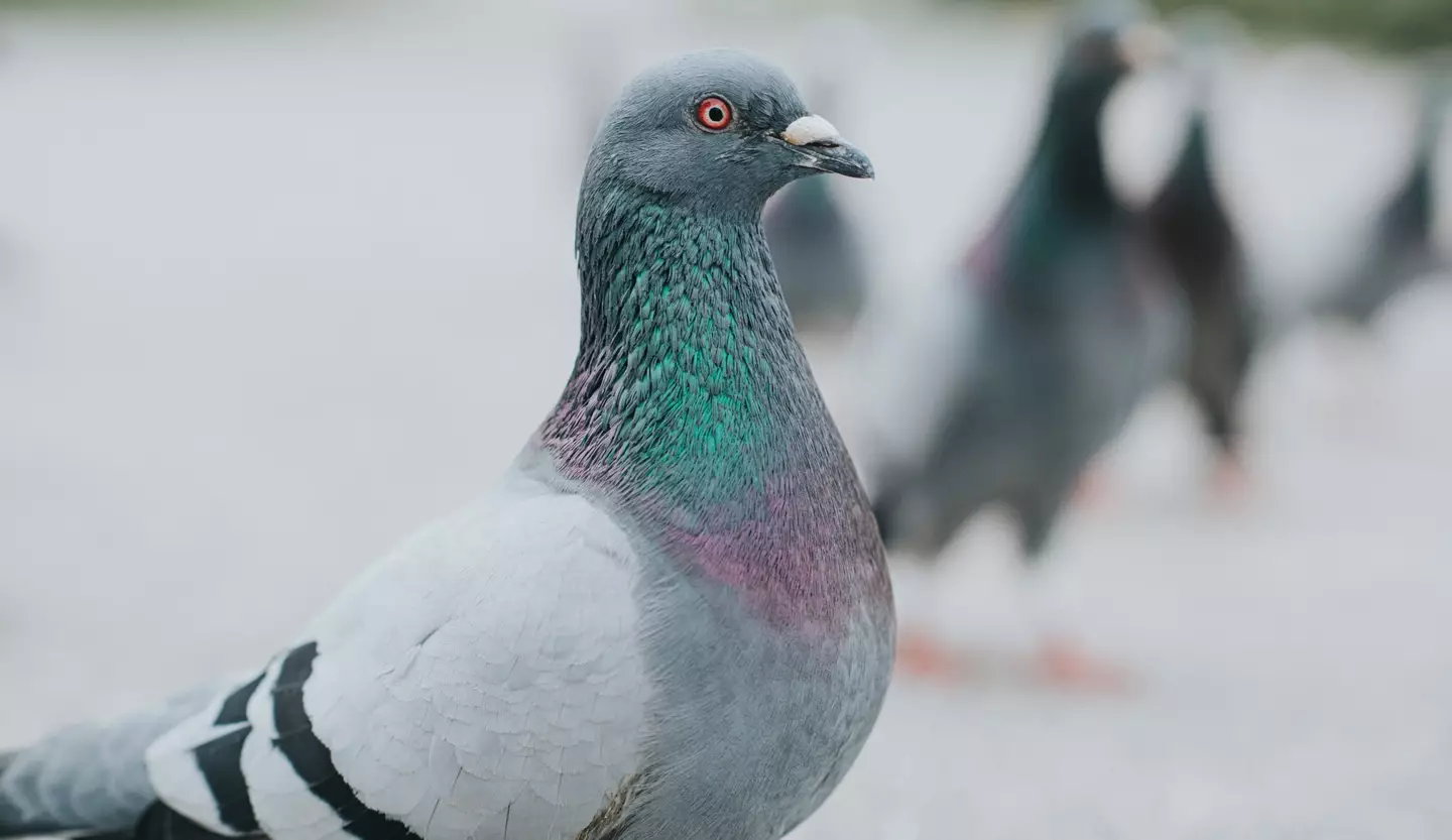The Olympics was not a safe space for pigeons (Getty Stock Image/Catherine Falls Commercial)
