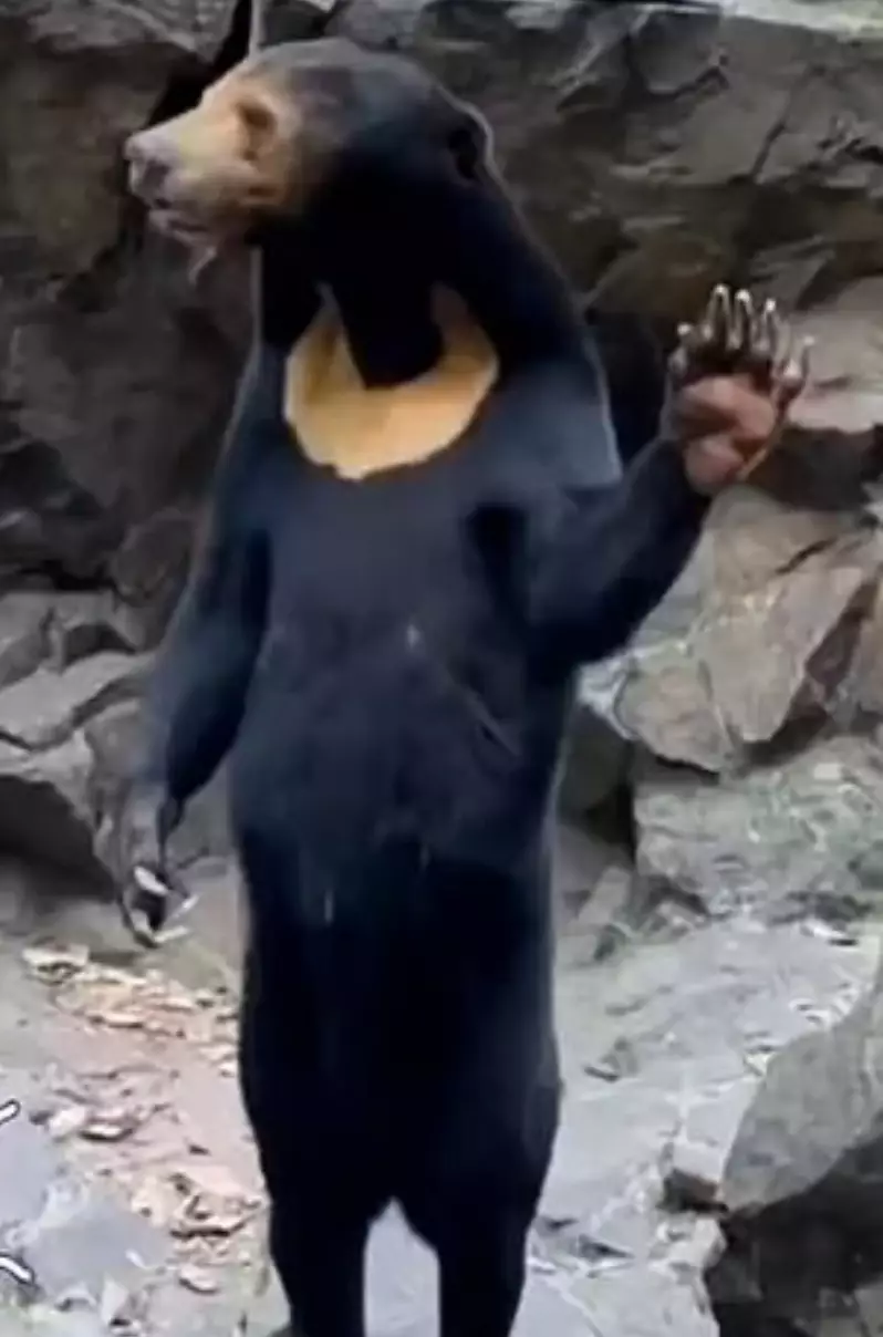 Angela the Sun Bear has become an internet sensation.