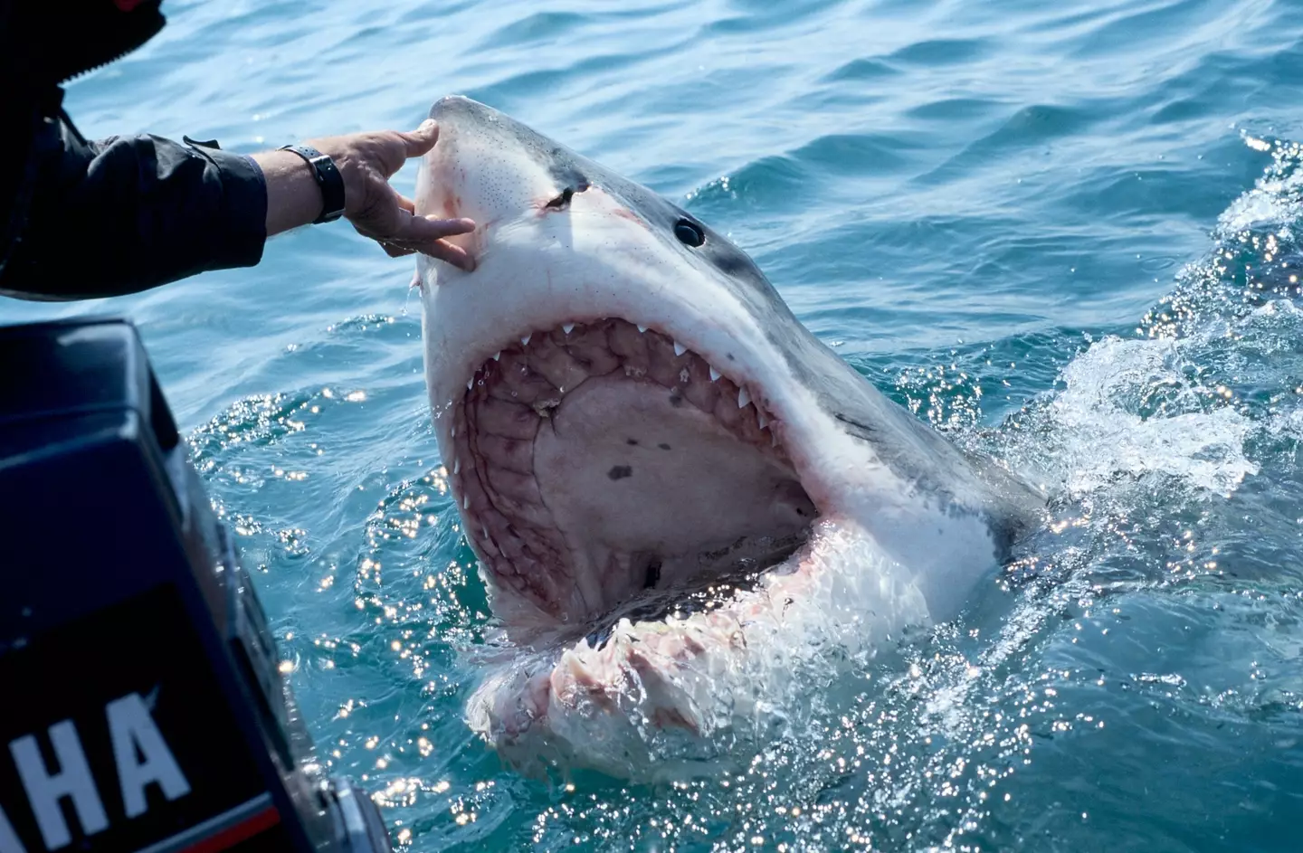 A great white shark about to place its order at the shark cafe (Alexis Rosenfeld/Getty Images)