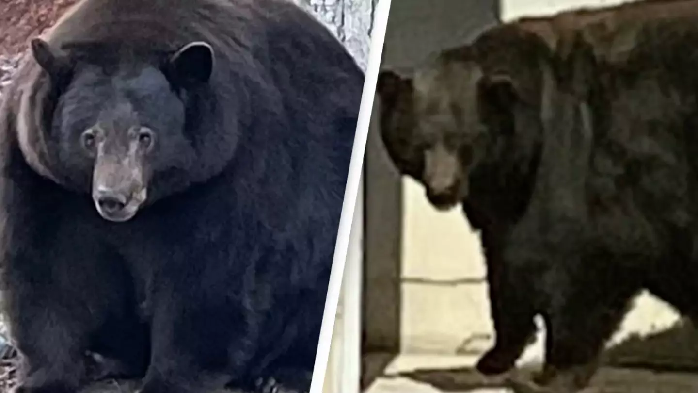 Massive black bear Hank the Tank has finally been captured after invading 21 homes