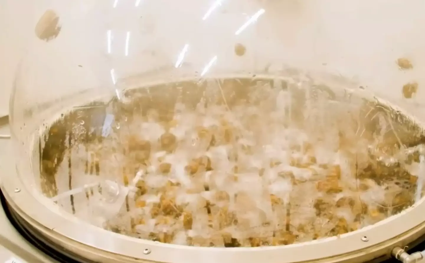 Welcome to the snail equivalent of a health spa.