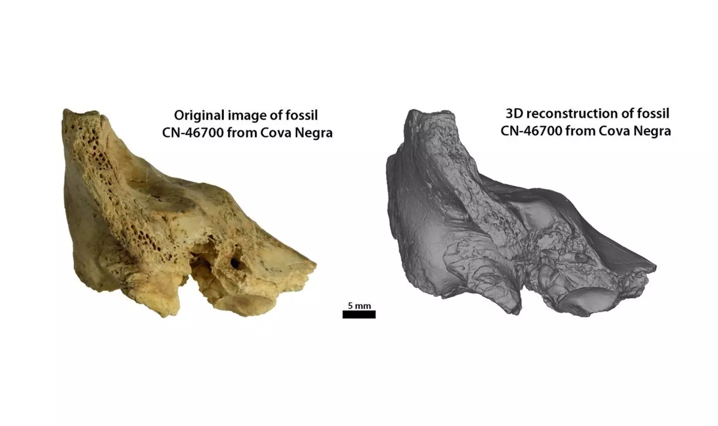 The fossils were originally excavated in 1989. (Science Advances)