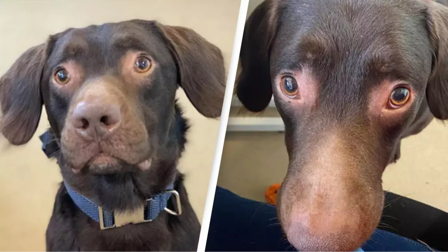 Rescue dog found to be suffering from alcohol withdrawal in 'first ever' case for home