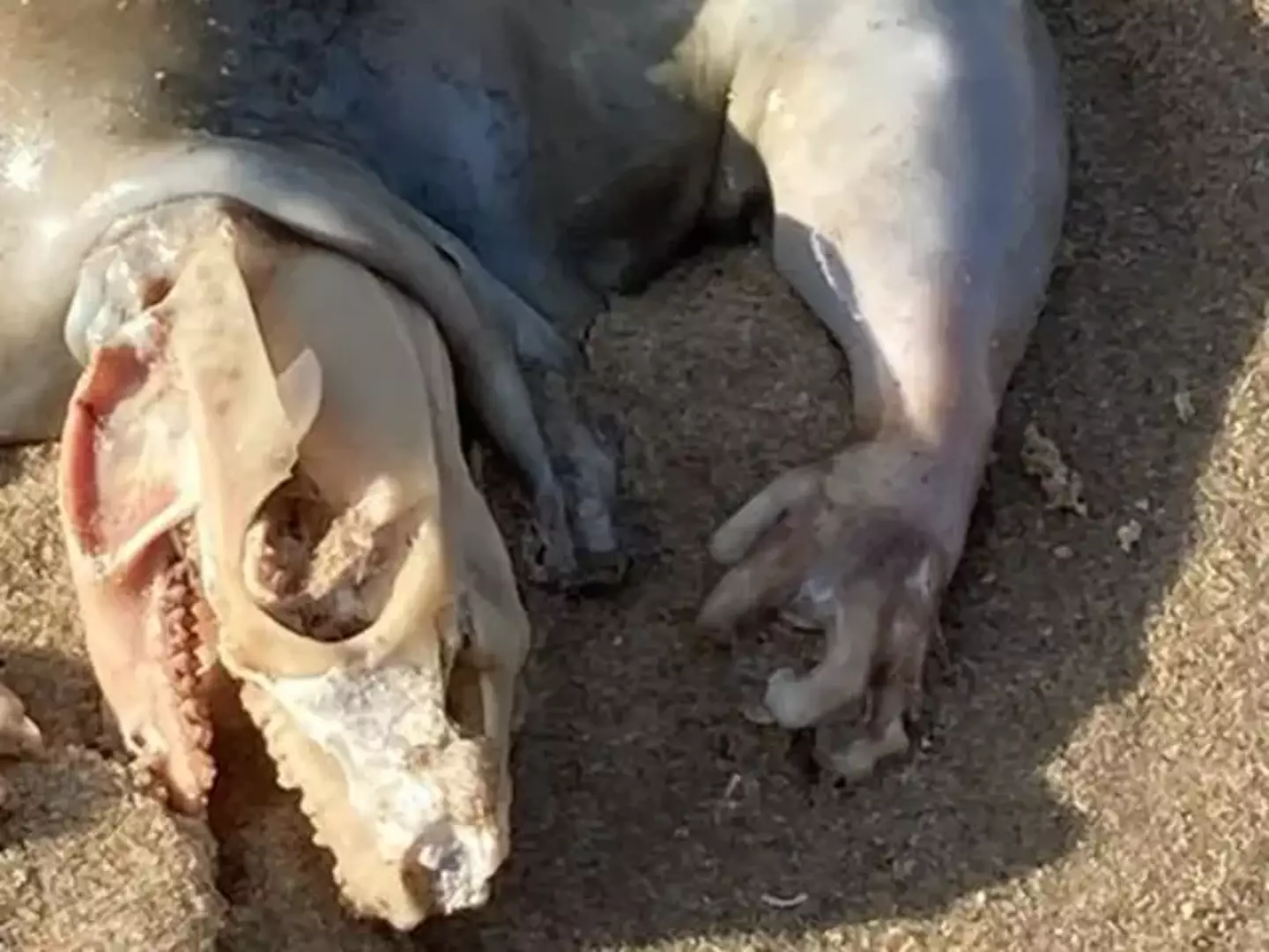 Alex Tan found a mysterious creature on the beach.