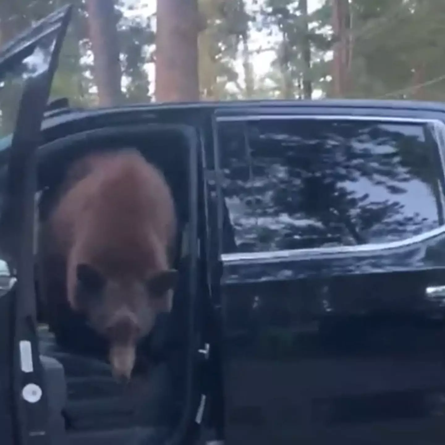 People have been reacting to the woman's decision to confront the bear.