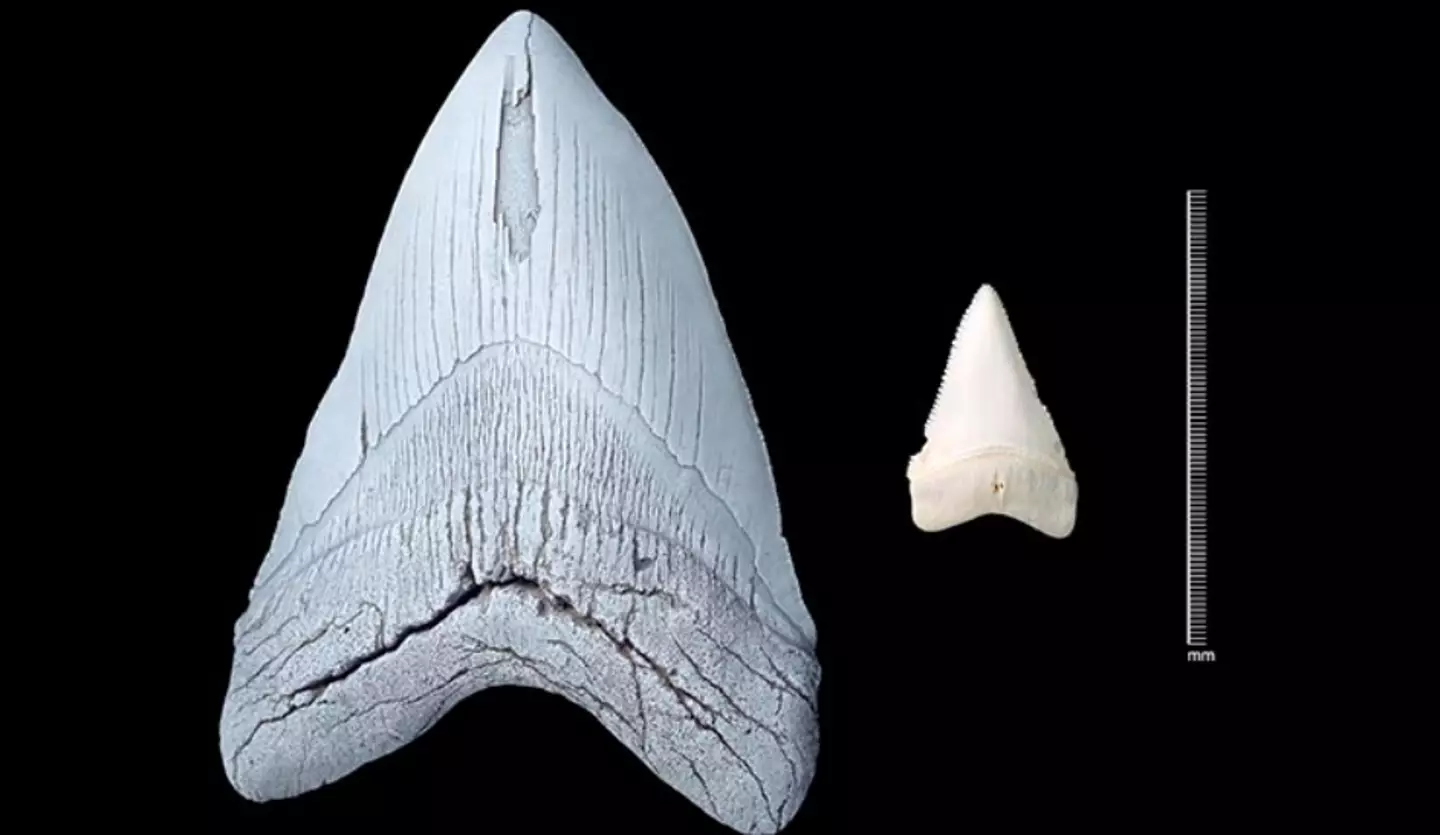 The Meg's tooth compared to a normal shark.