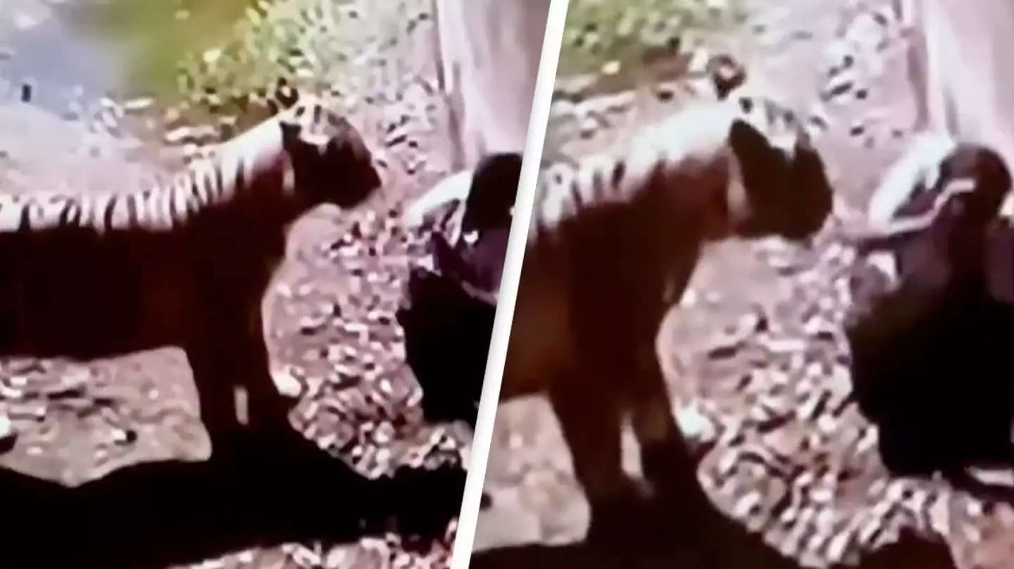 YouTube/Wild Films India