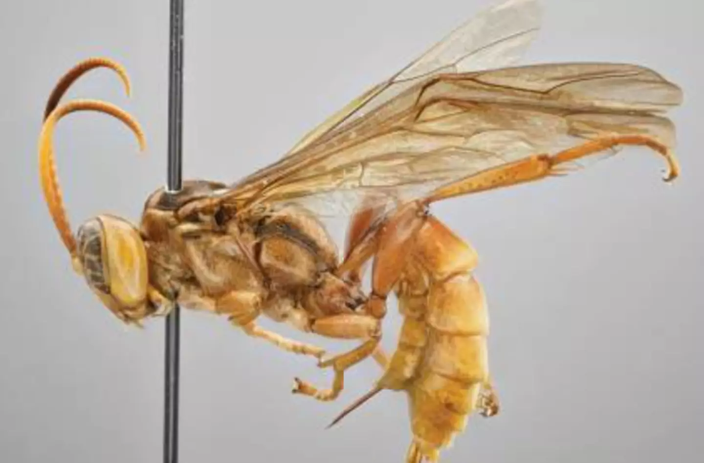 A new alien-like wasp has been discovered.