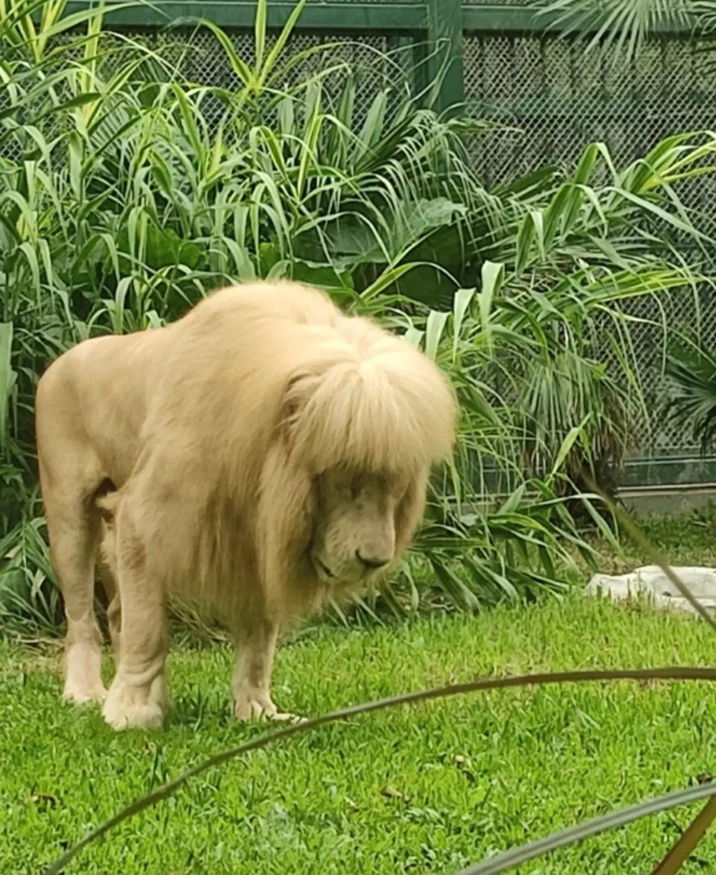 The zookeepers suggested that it was the high humidity that caused the lion's mane to hang downwards.