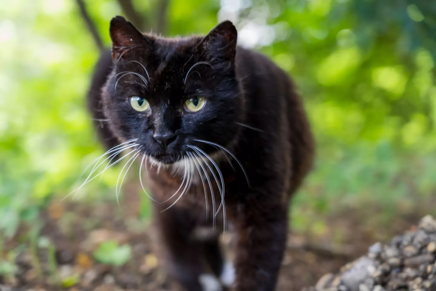 People have been loving the cat videos. (Getty Stock Image)