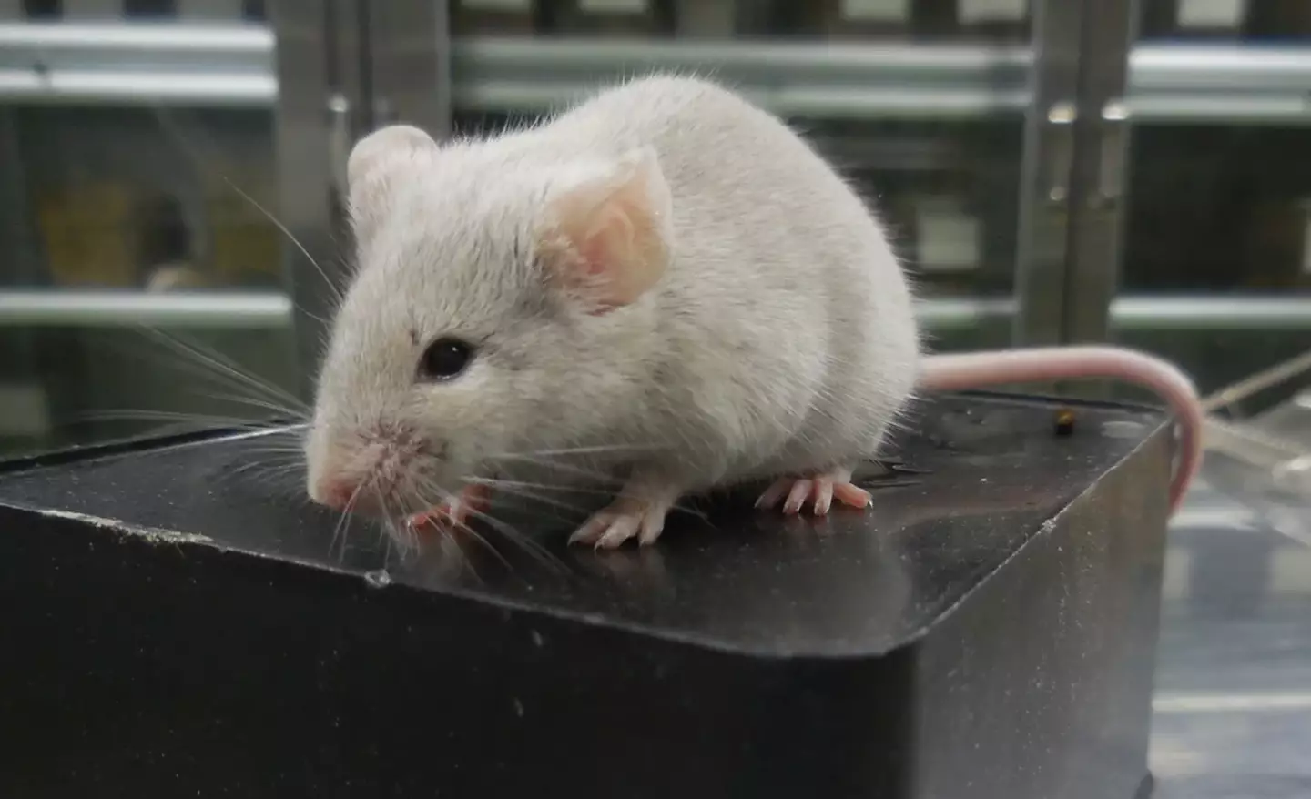 Scientists used cells from lab mice.