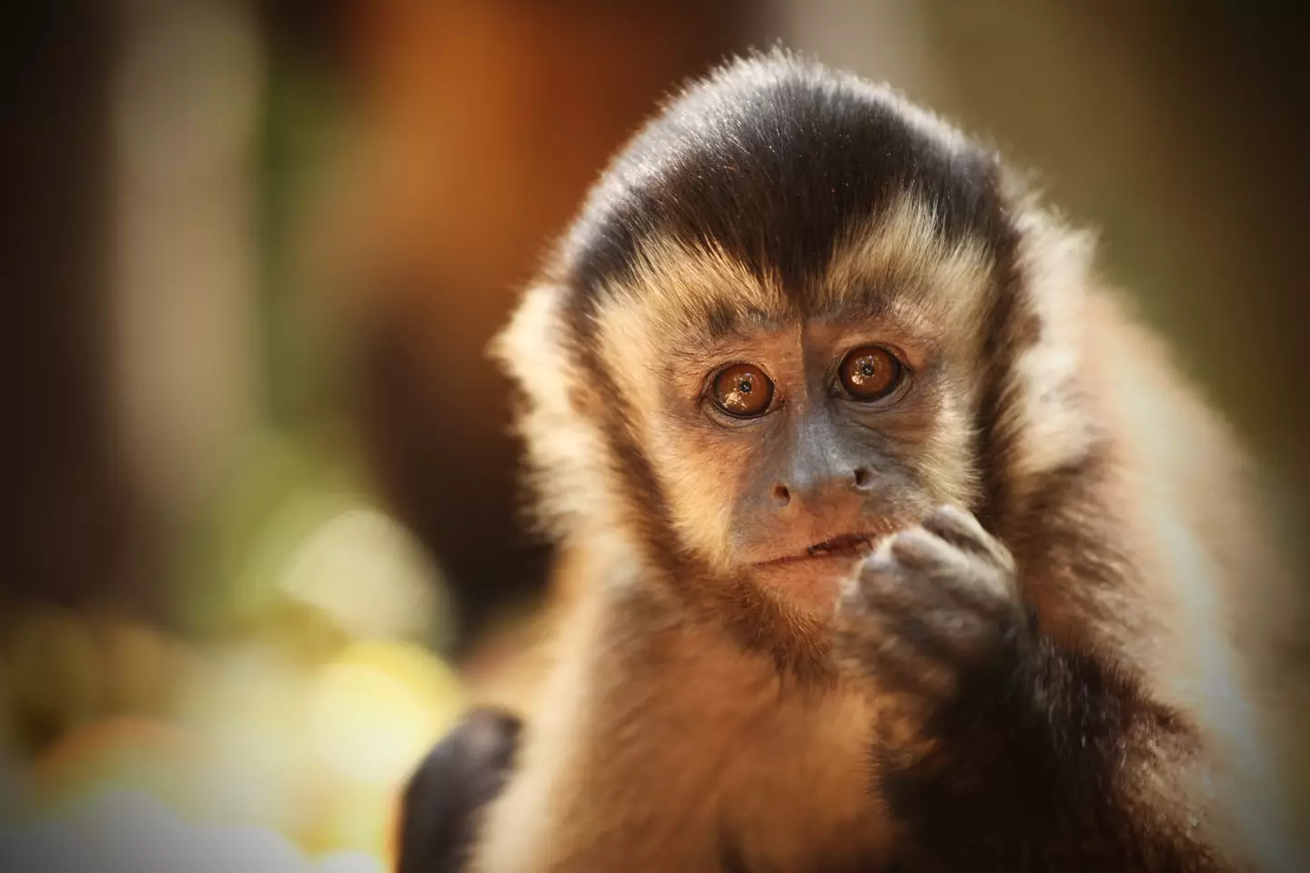 Researchers at Georgia State University used capuchin monkeys in their study (Getty Stock)