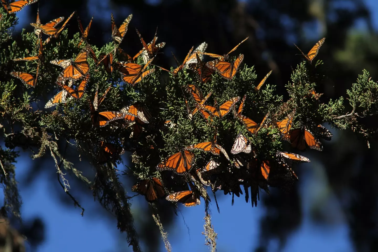 Monarch butterflies in Pacific Grove, California.