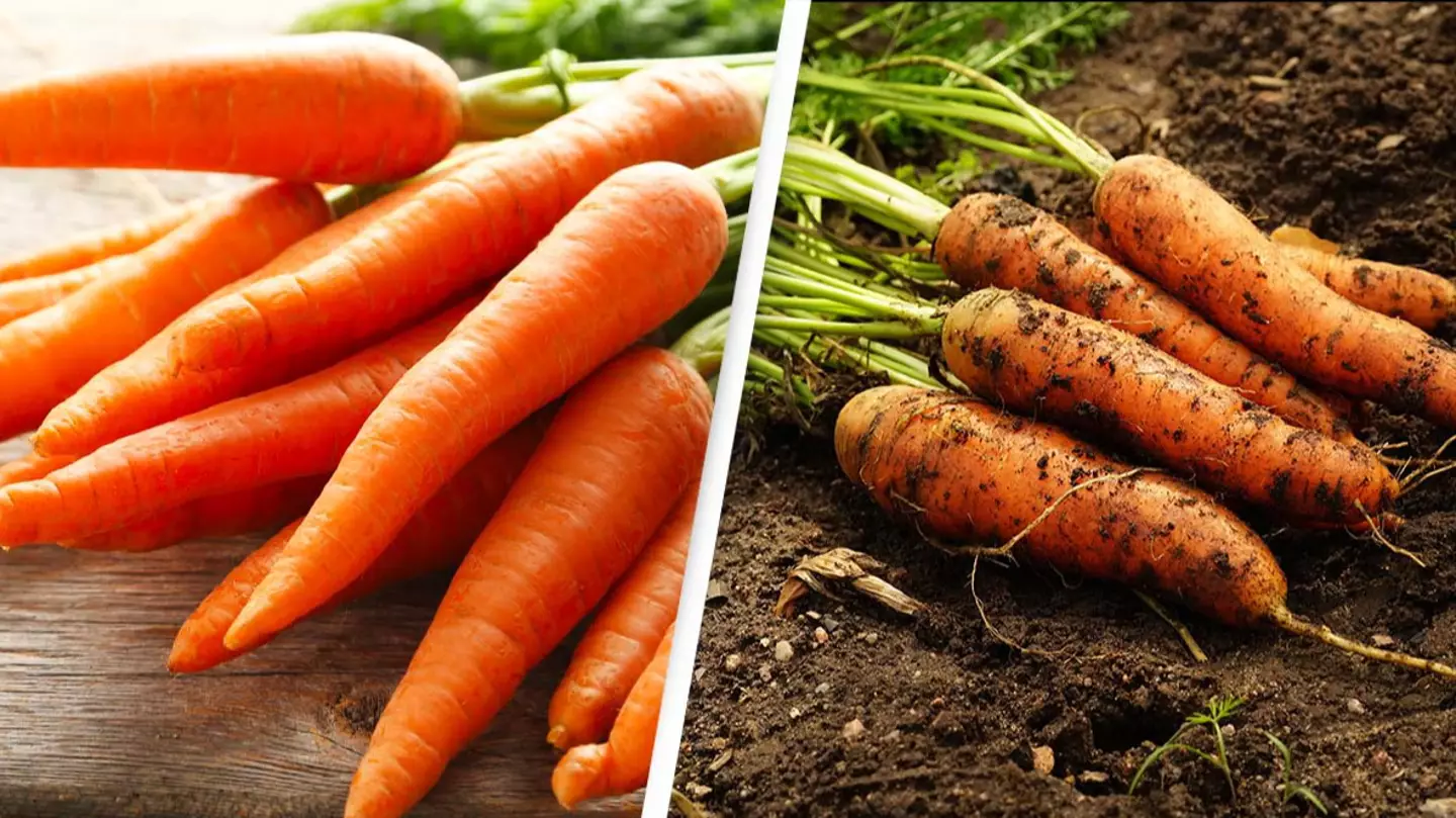 People baffled after learning the real reason carrots are orange