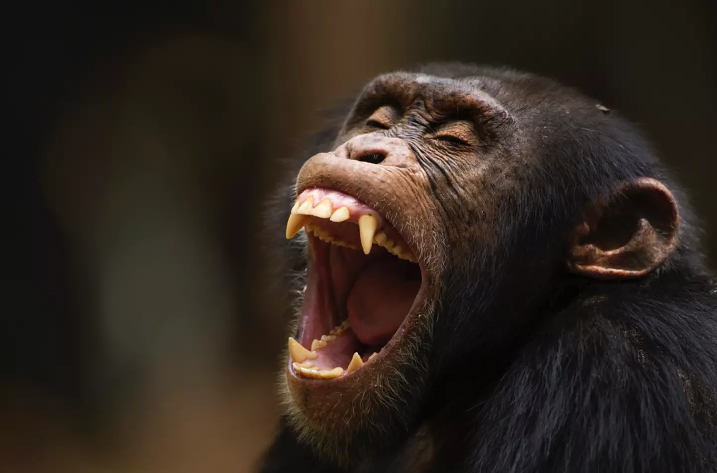 The chimpanzees have been studied for years (Getty/Fiona Rogers)