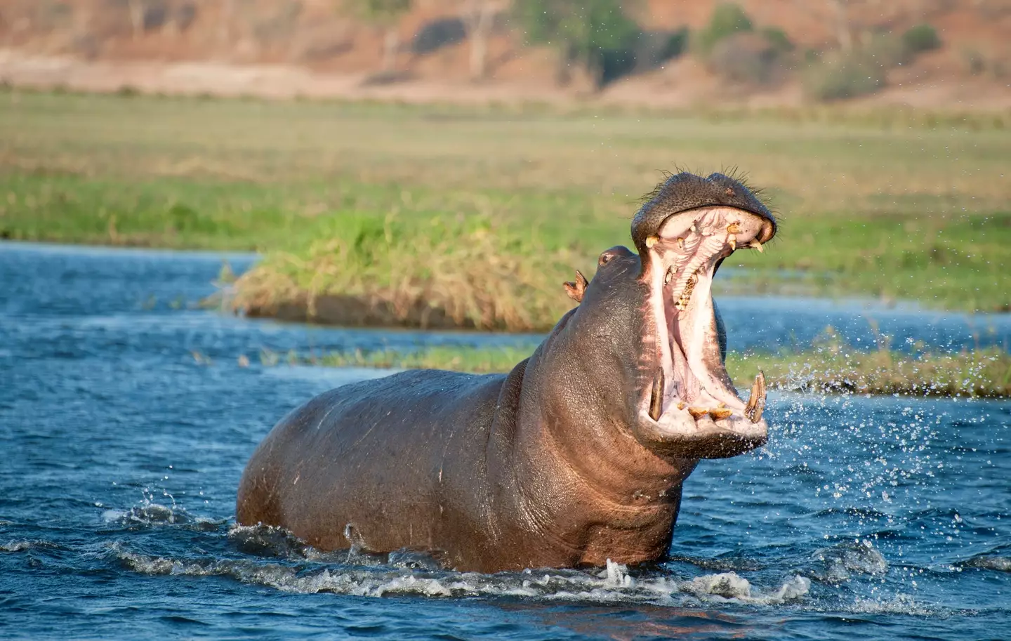 Reddit users have explained just how dangerous hippos can be (Getty Stock Image)