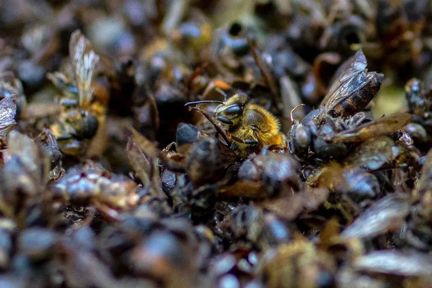 Fipronil has killed millions of bees across the globe.