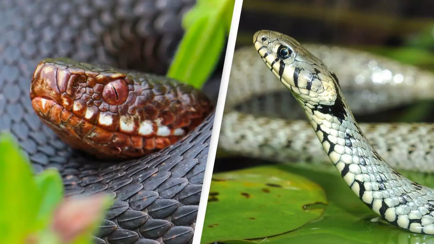 Scientists discover clitorises on snakes for first time ever