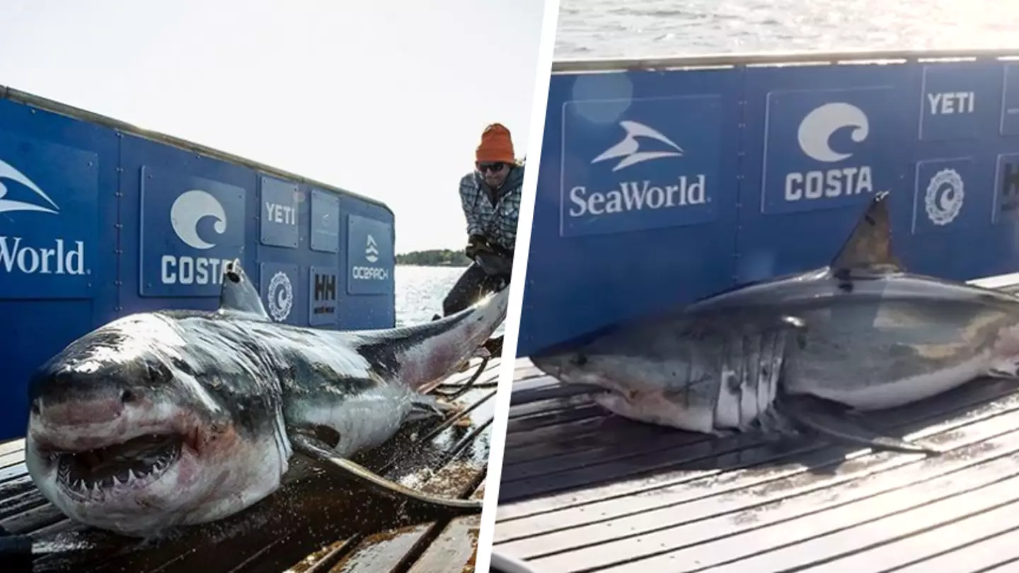 Massive Shark Weighing 450kg Spotted Swimming Off The Coast Of New Jersey
