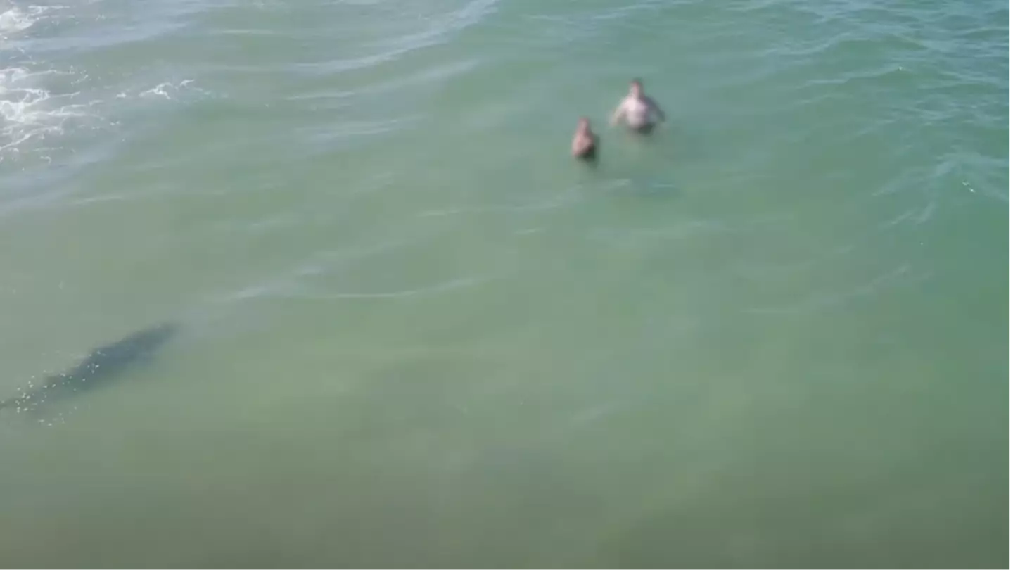 Terrifying drone footage captures shark sneaking up on unsuspecting swimmers