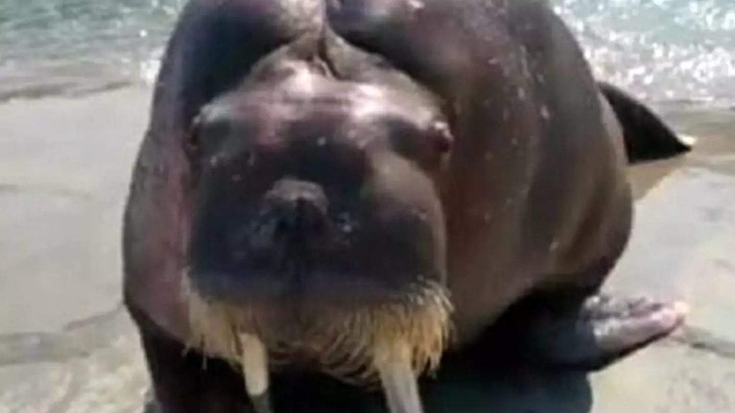 The walrus reportedly weighs 1.5 tons.