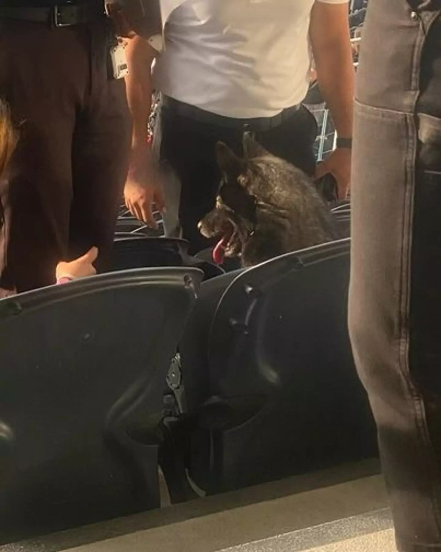 Storm was spotted at Metallica concert at the SoFi stadium in LA.