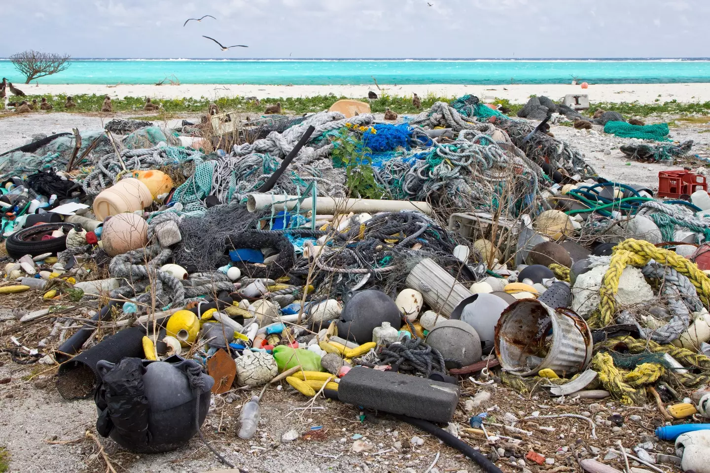 Plastic pollution in the Pacific (Alamy)