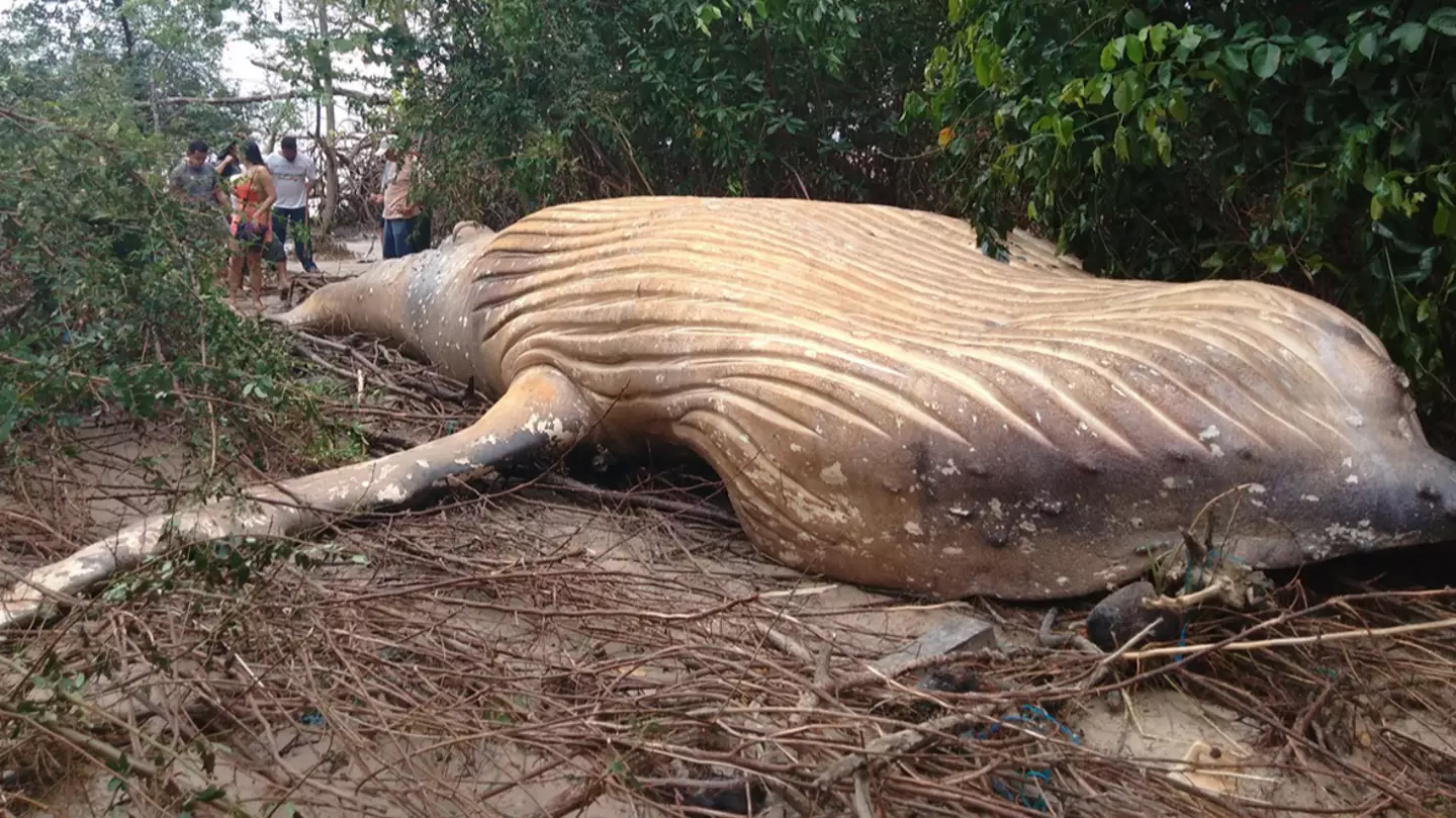 Mystery of humpback whale that was found dead in Amazon jungle and no one knows how it got there