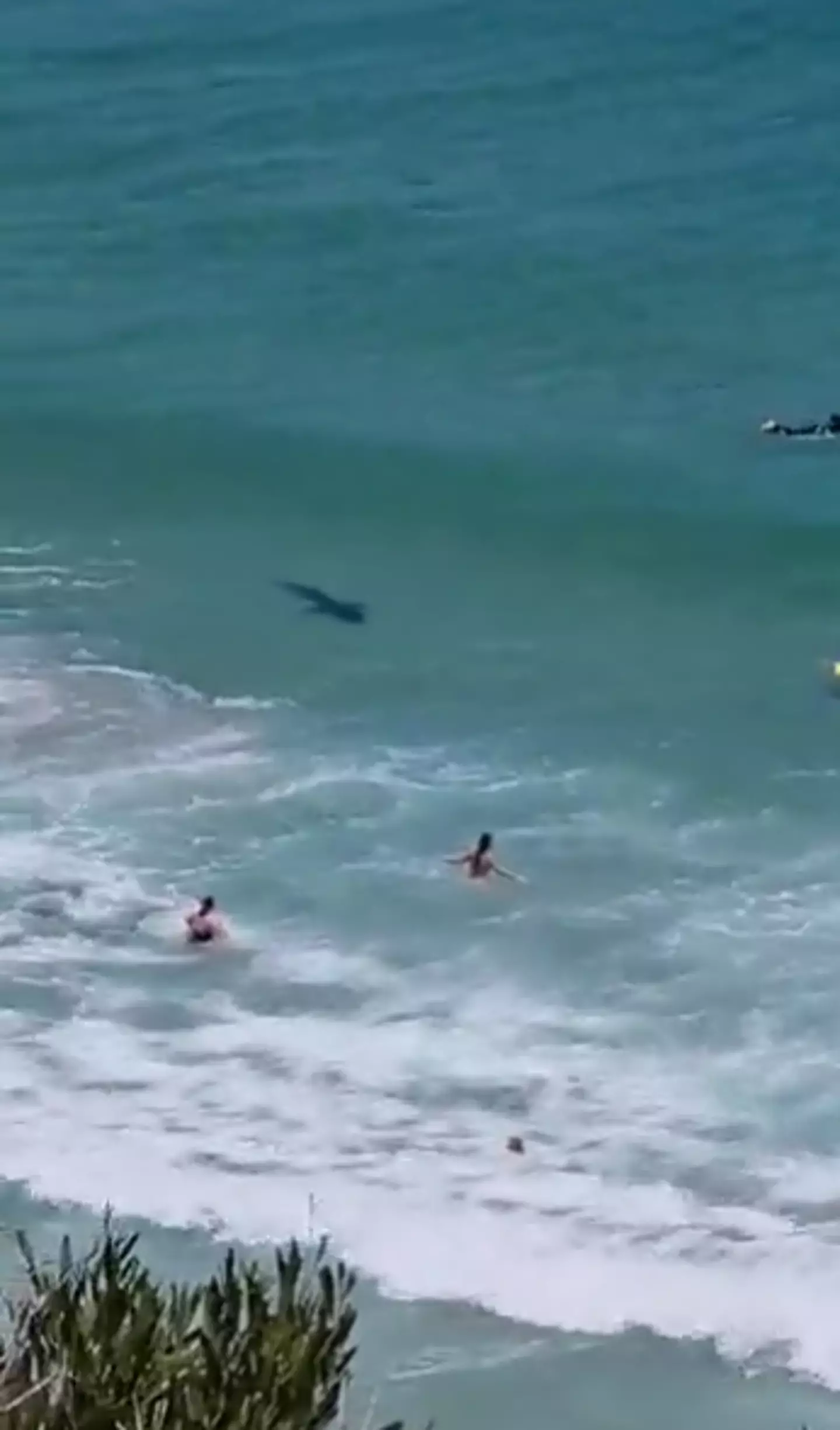 The shark was spotted in Cape Town. (@the_gregdavies/Twitter)