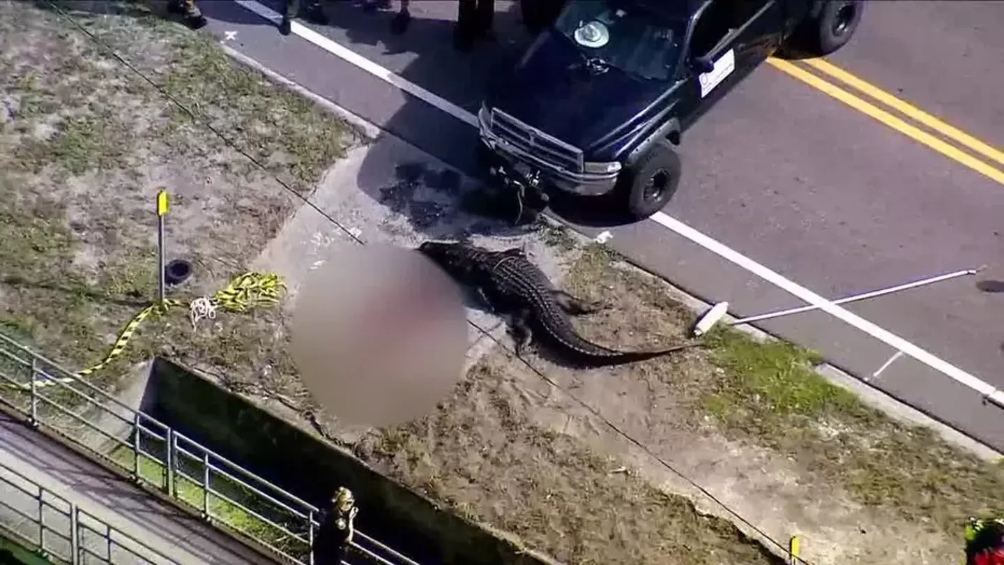 The 14ft alligator had a human body in its mouth.