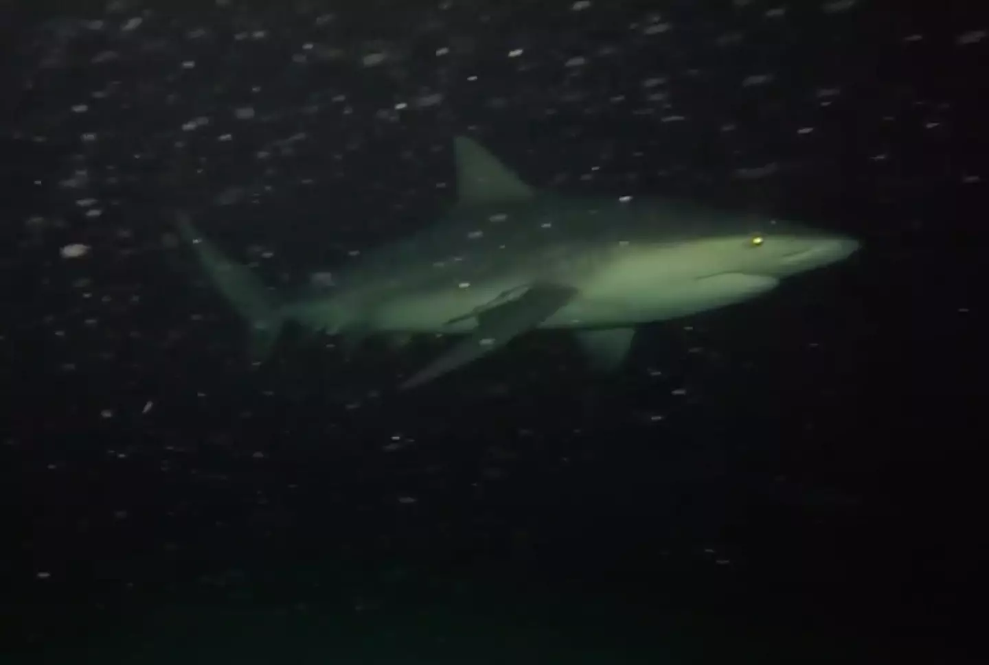 Some reinforced viewers’ intention to not swim in the ocean (Odysseas Froilan/YouTube)