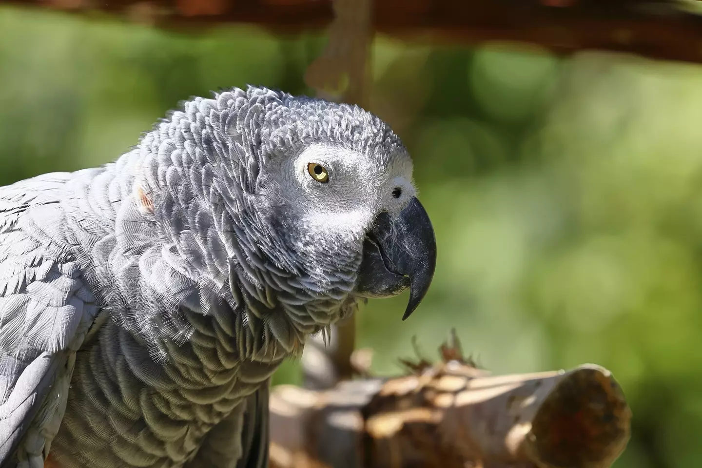 Nigel is an African Grey parrot (Getty Stock Photo)