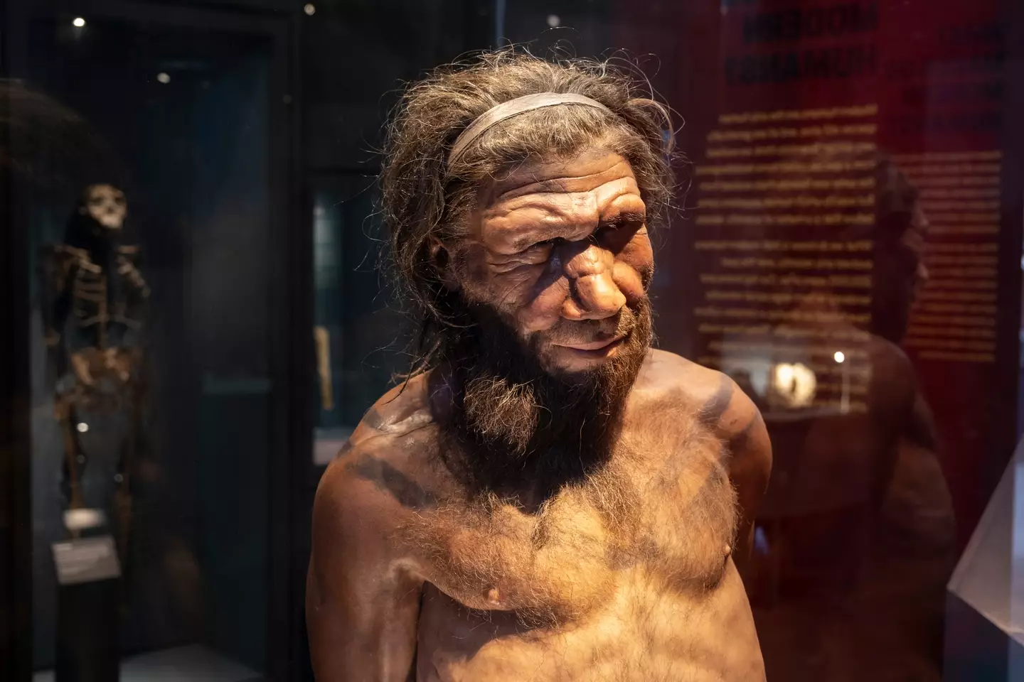 How a Neanderthal might have looked.