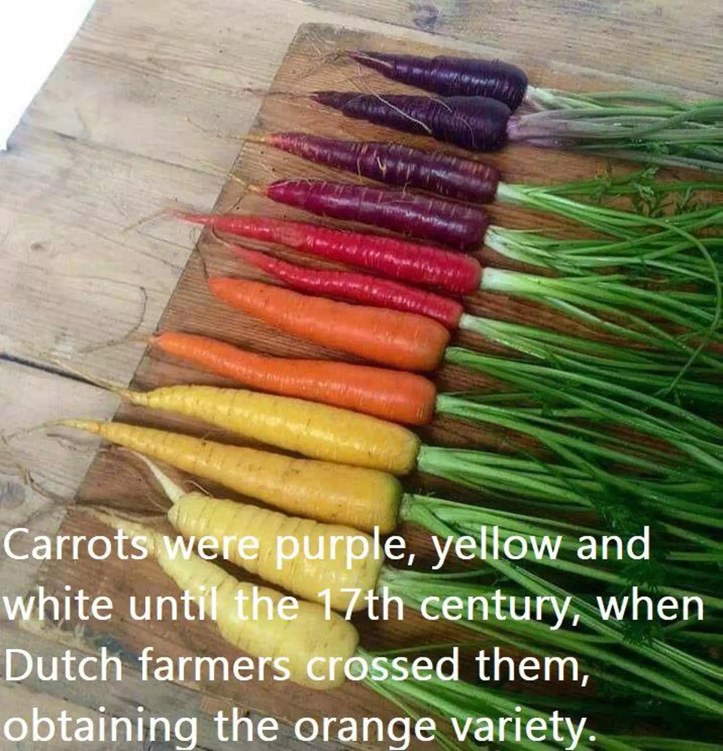 Carrots were selectively bred to be orange.