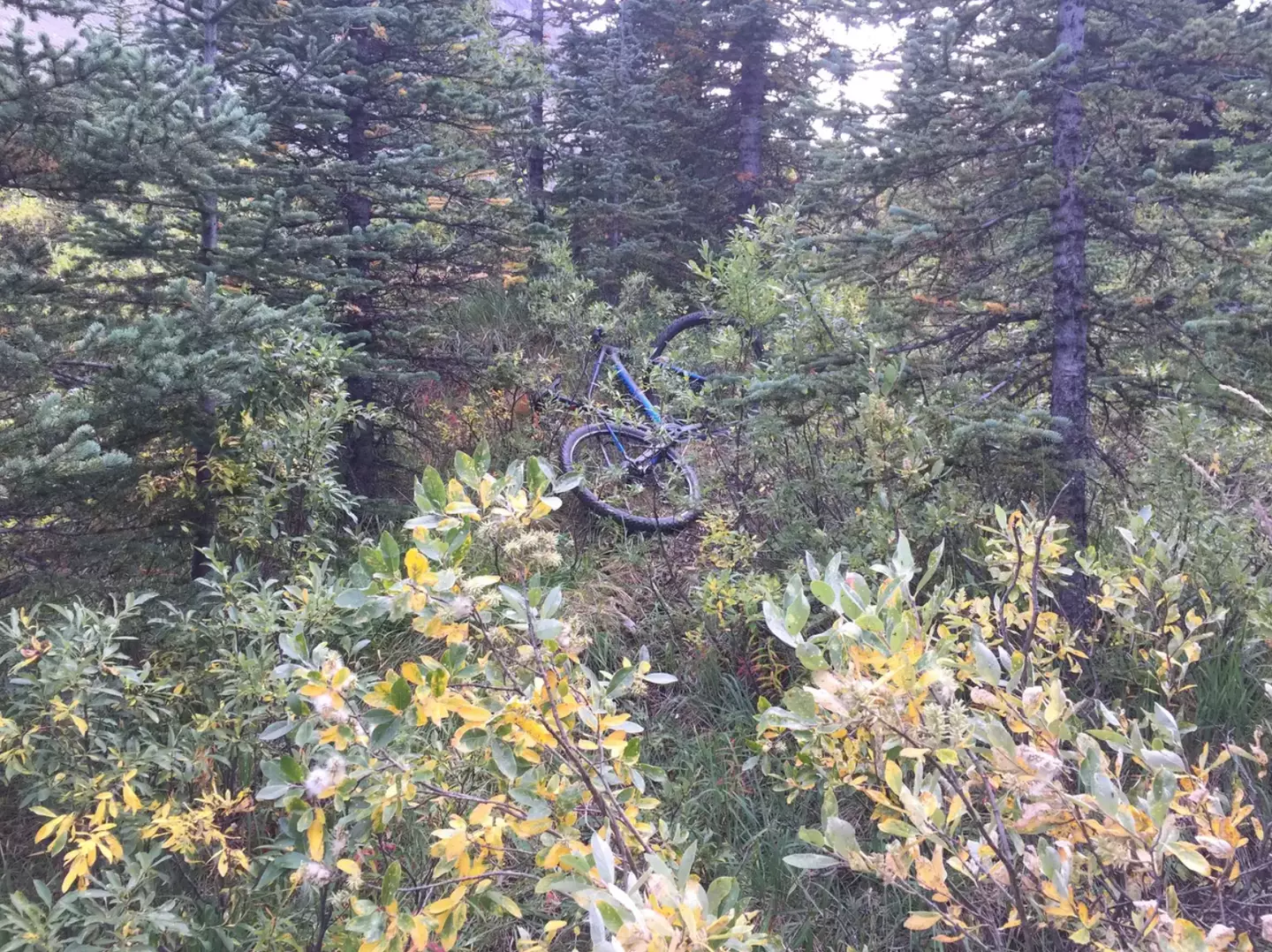 Jeremy threw his bike to stop the bear.