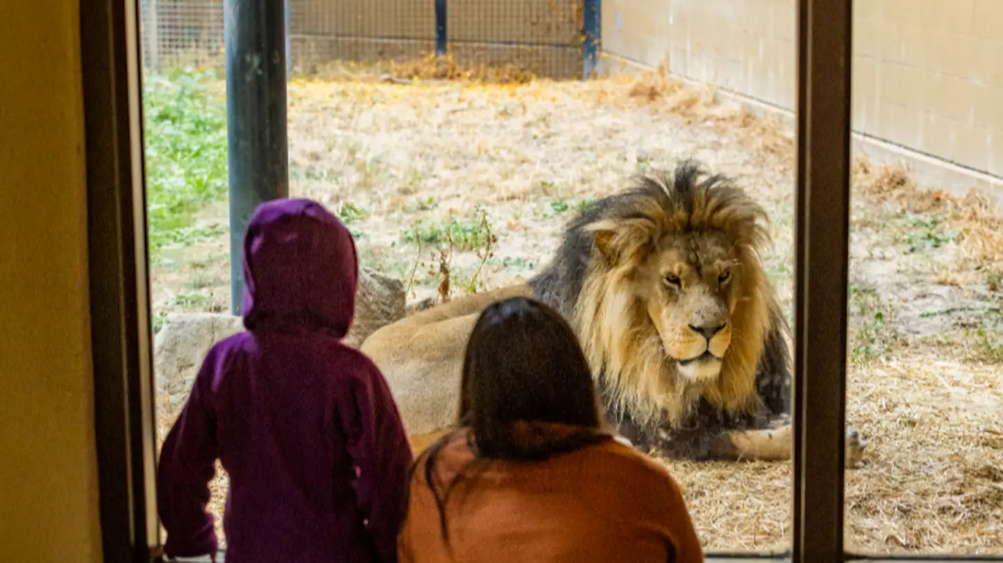 Woman loses her arm after horrifying lion attack at popular zoo