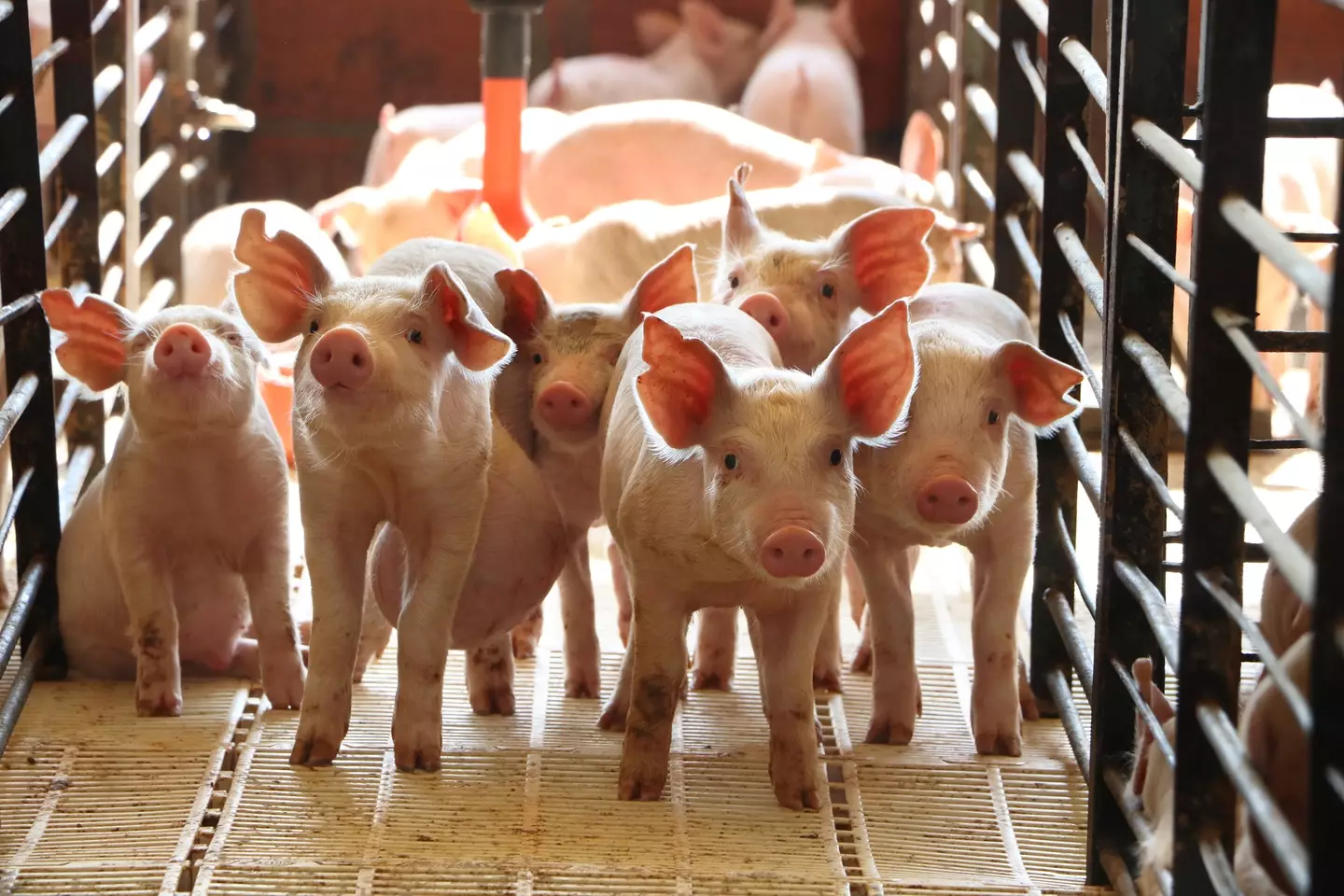 Tapeworms are usually found in pigs (Getty Stock Photo)