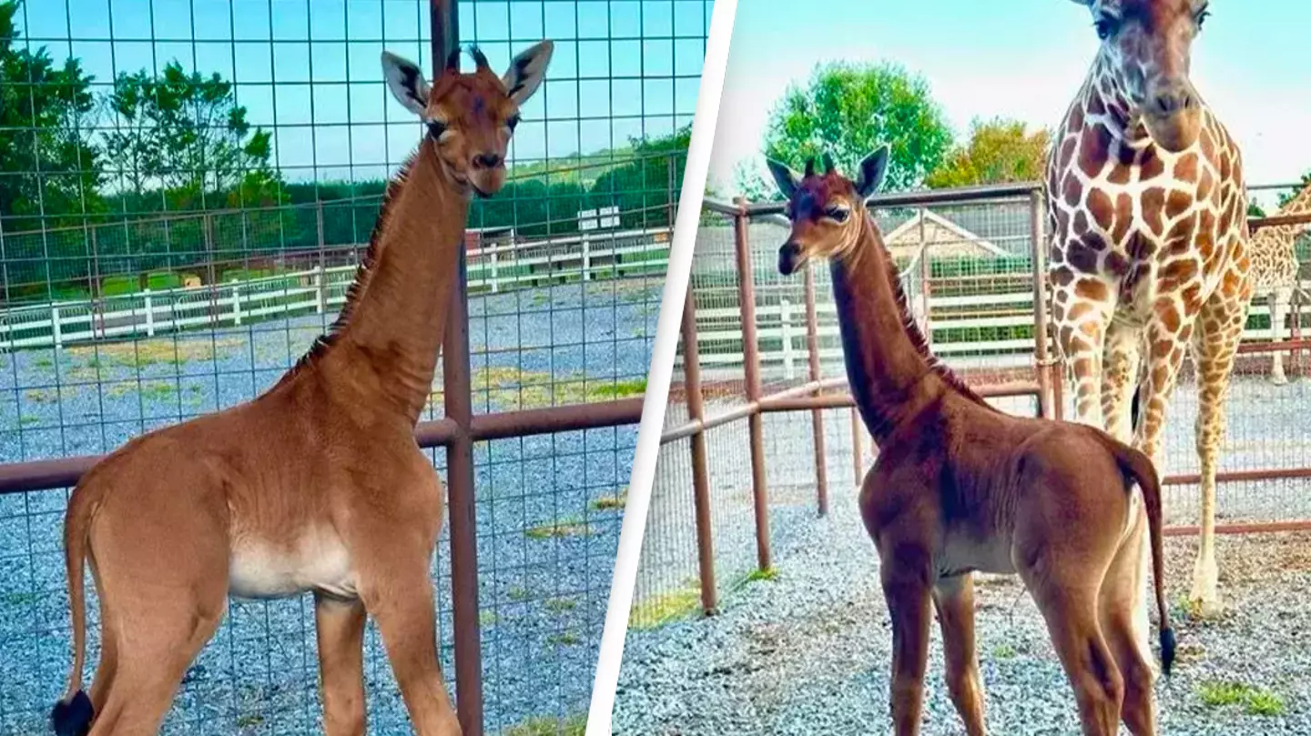 World's only spotless giraffe has finally been named