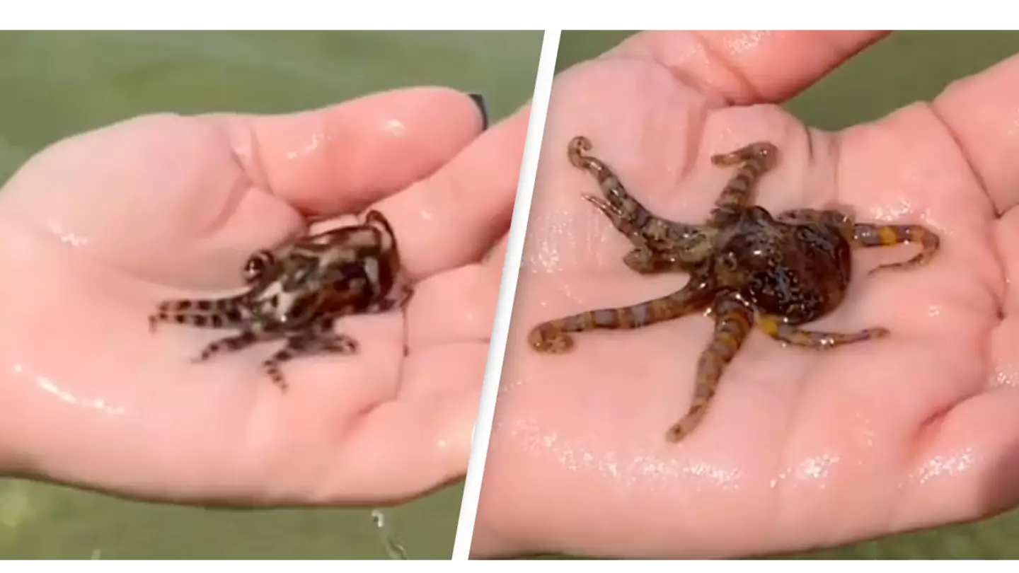 Woman Naively Picks Up World's Deadliest Octopus In Disturbing Footage