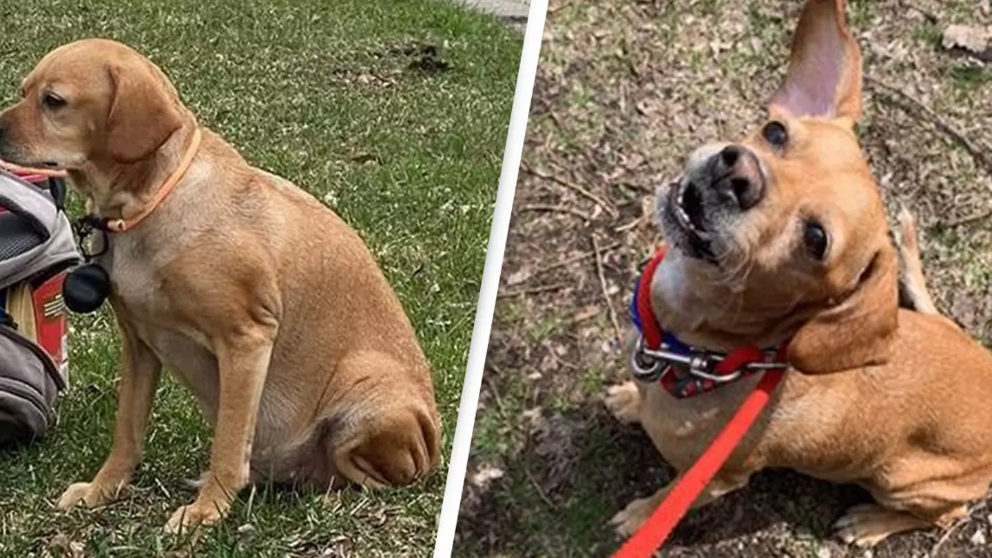 Dog Abandoned On Street With Bag Full Of Toys And Heartbreaking Note From Owner