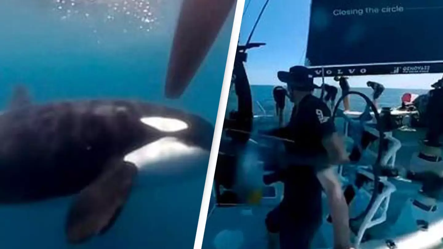 Terrifying moment group of Orcas attack boat crew during ocean race