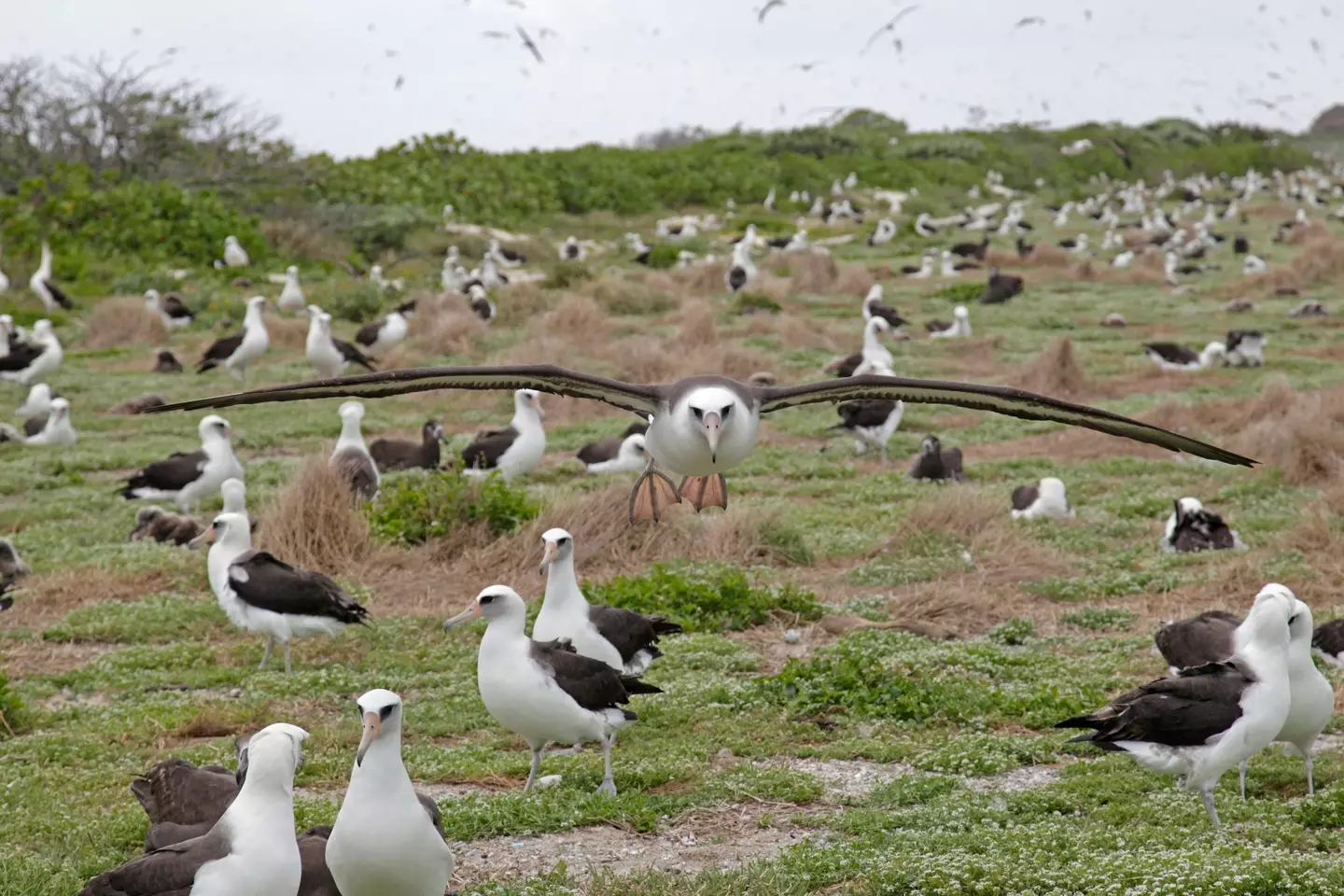 Midway Atoll is known for its large bird population, including rare breeds of albatross.