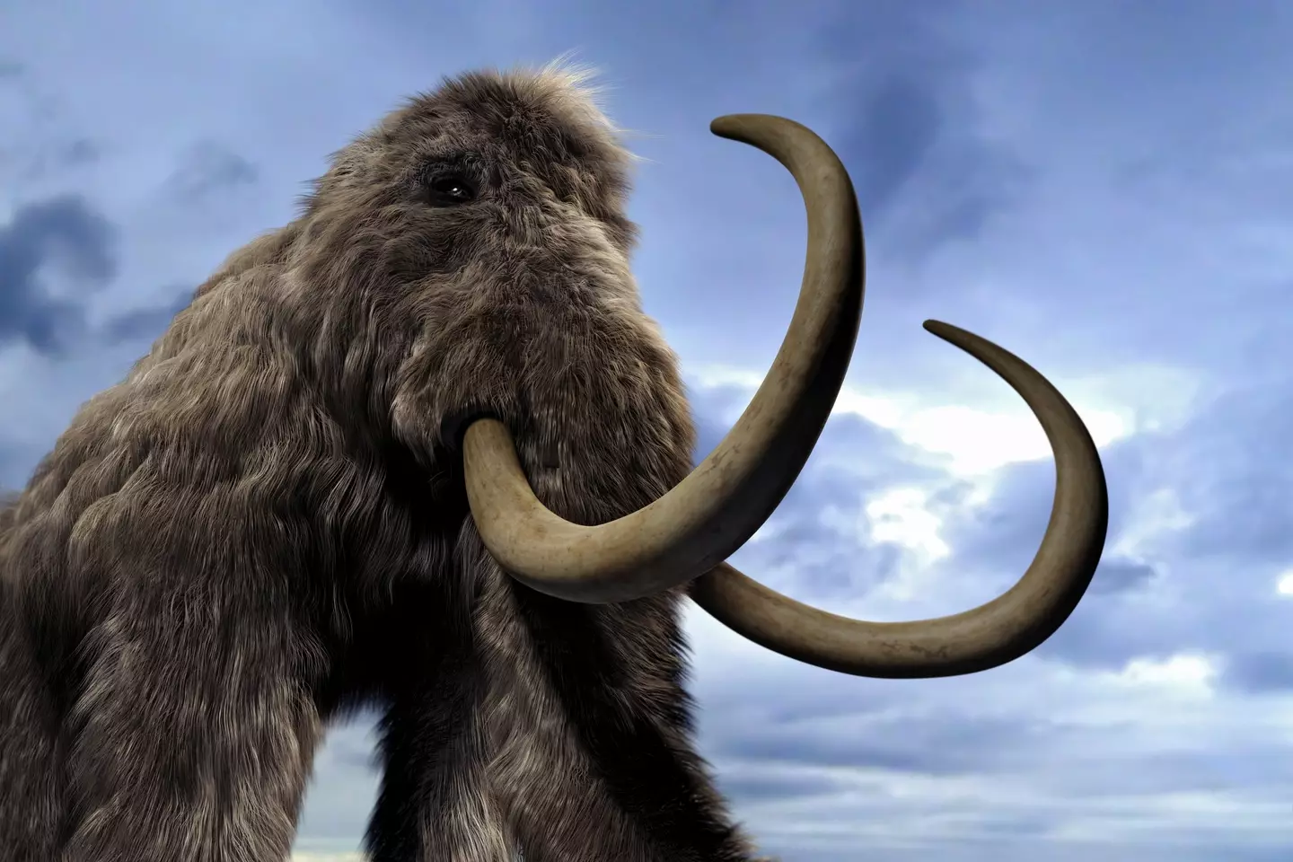 The woolly mammoth, it's like a fluffy elephant. Or would be if they weren't all dead.